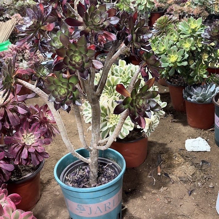 多肉植物法师黑法33