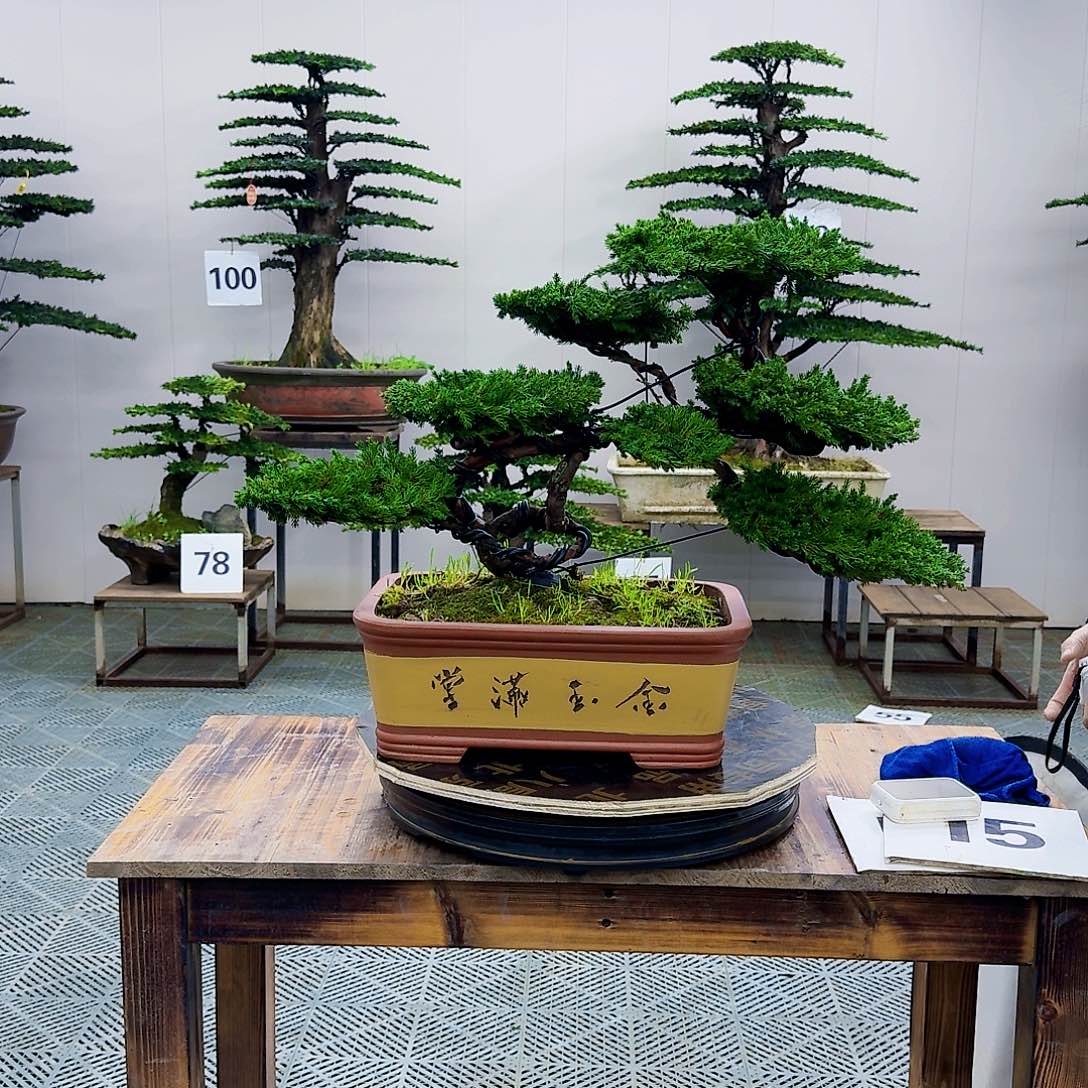 柏树造型盆景盆景