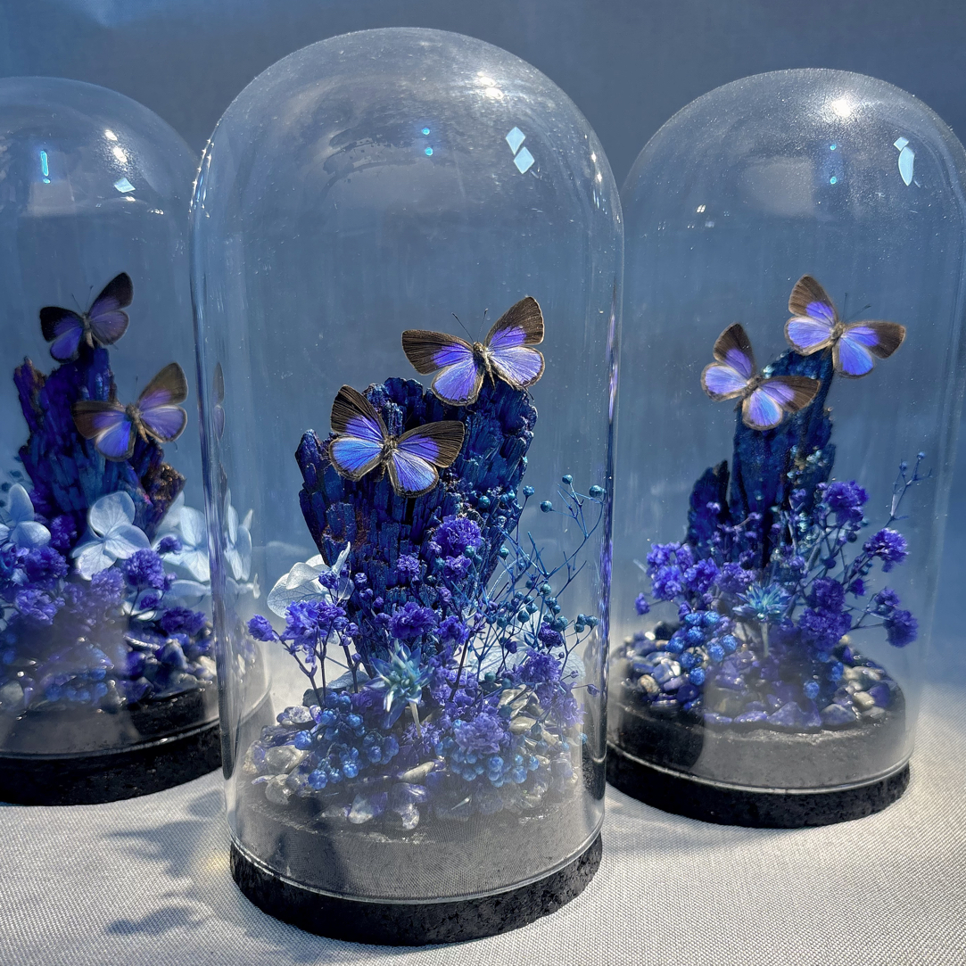 蝴蝶标本真蝴蝶标本浪漫惊喜礼物玄关摆件情侣创意高颜值手工制作