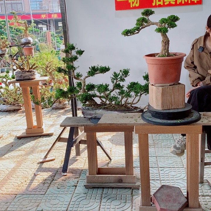 无花朵?*?广东黄杨
