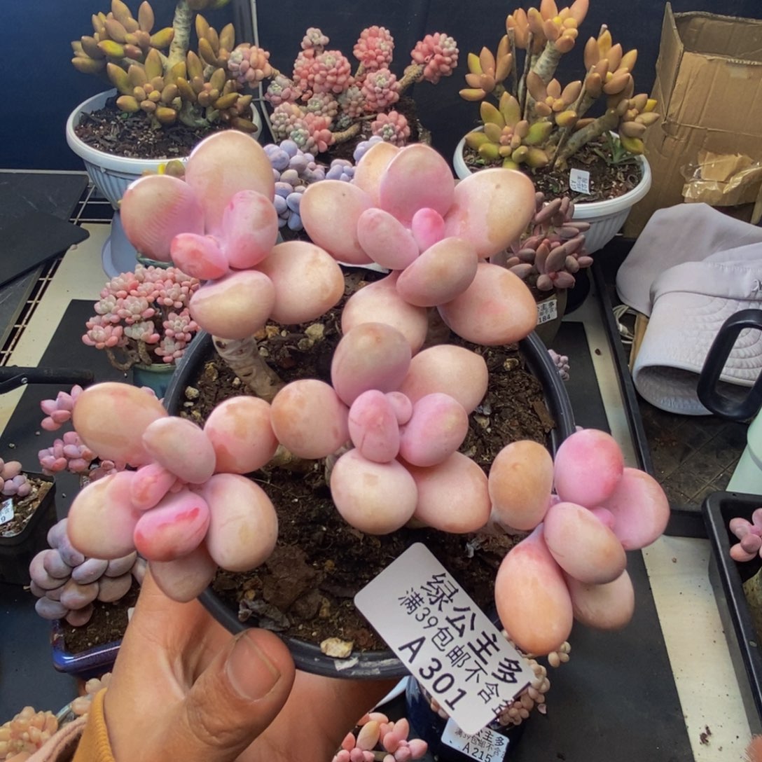 301糖果桃蛋多肉8c m