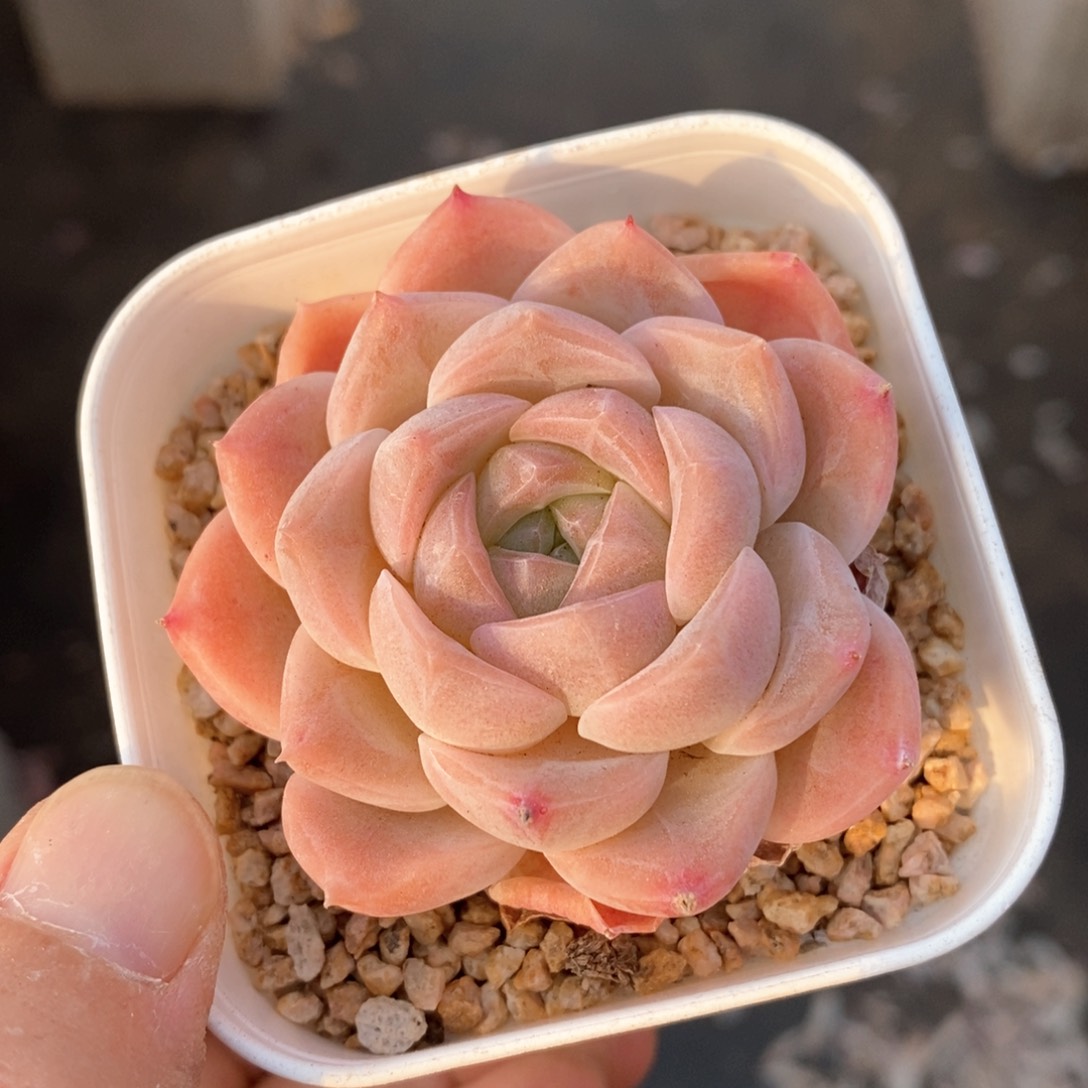 精品多肉一物一拍不包整720