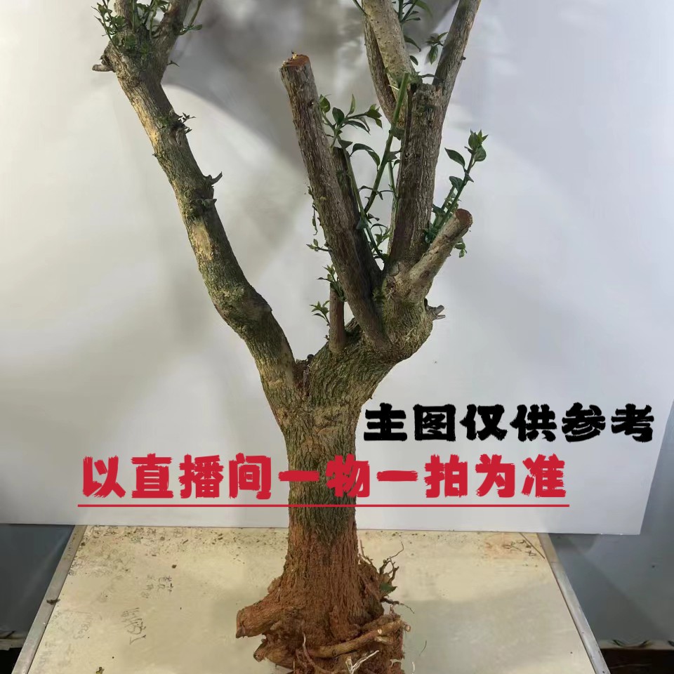 直播间一物一拍三角梅原生老桩