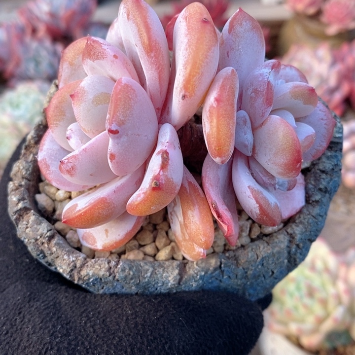 奶茶 韩货精品666