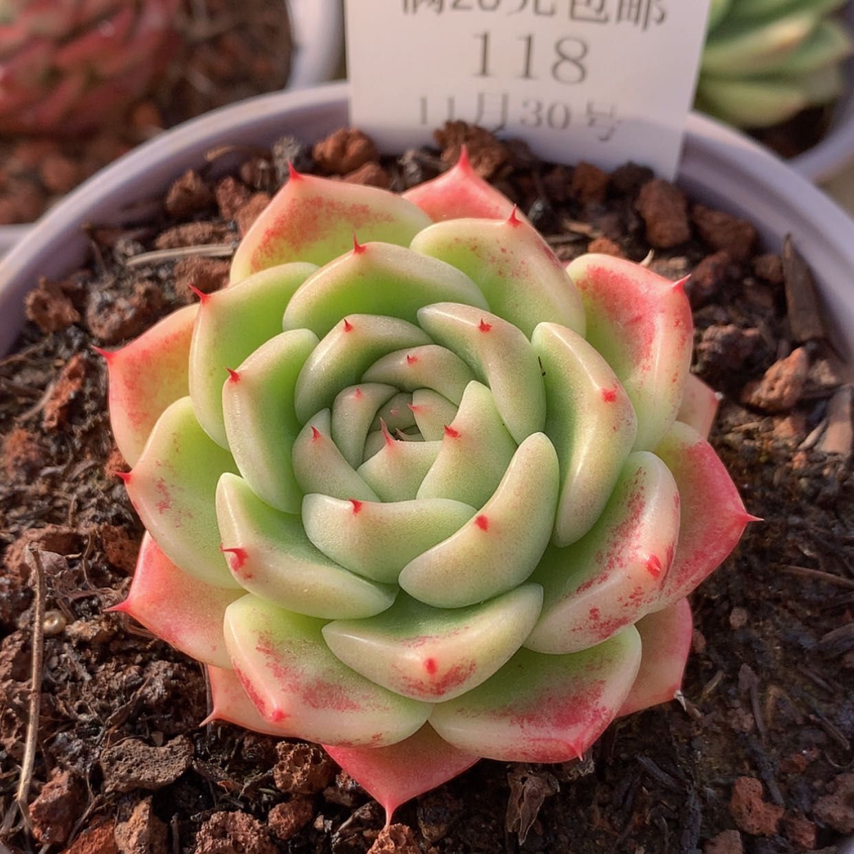 【闪购商品】云118号