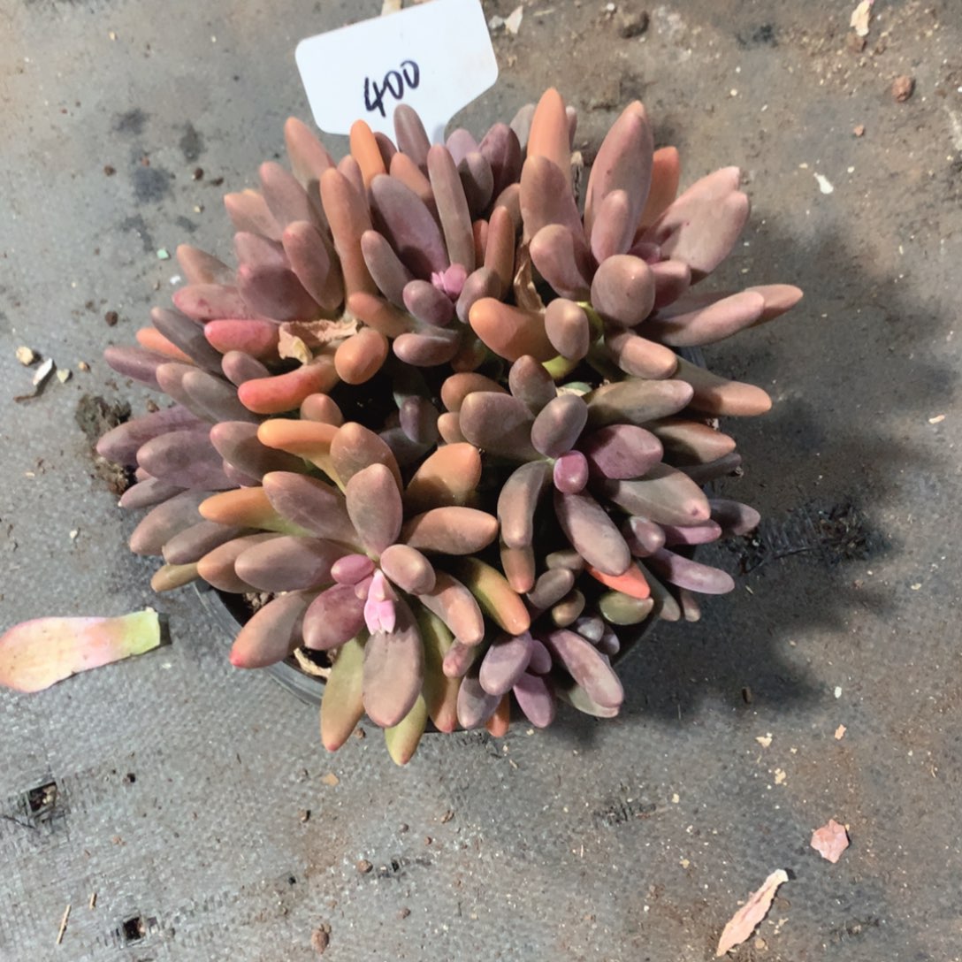 多肉植物多肉植物400号糖果