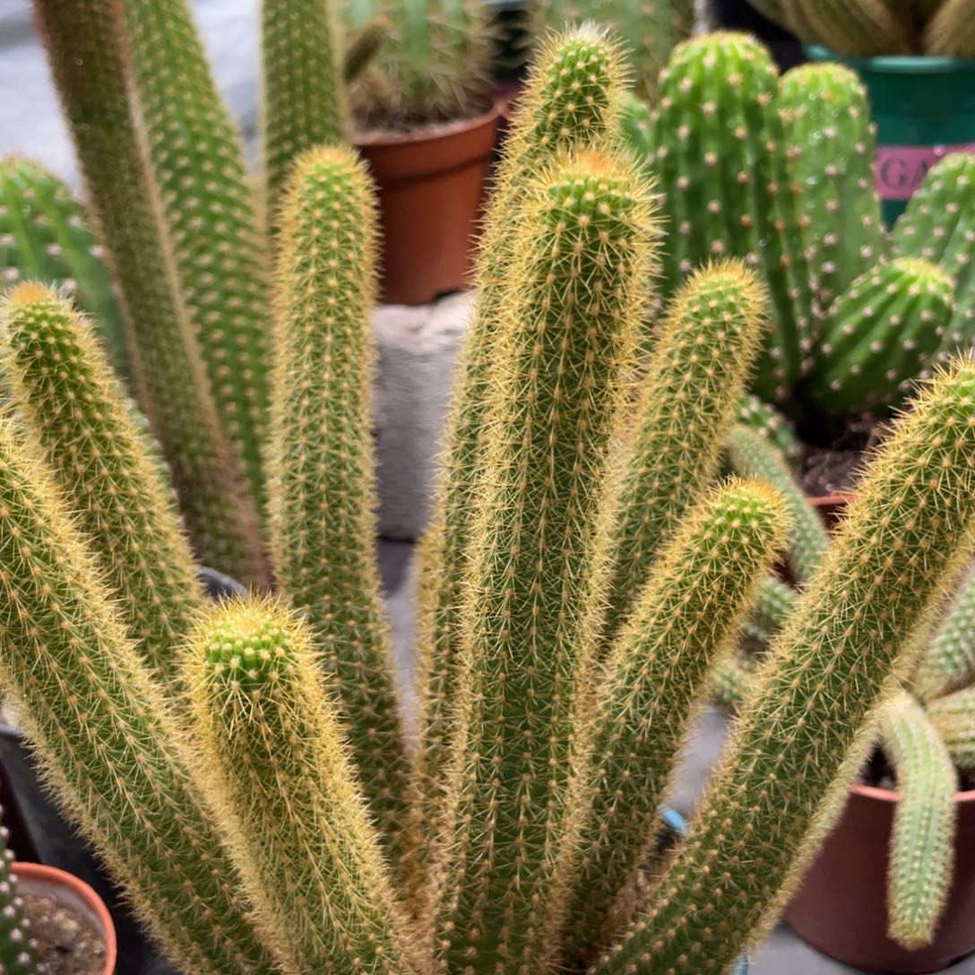 群生新品金妞摩尔紫一杯