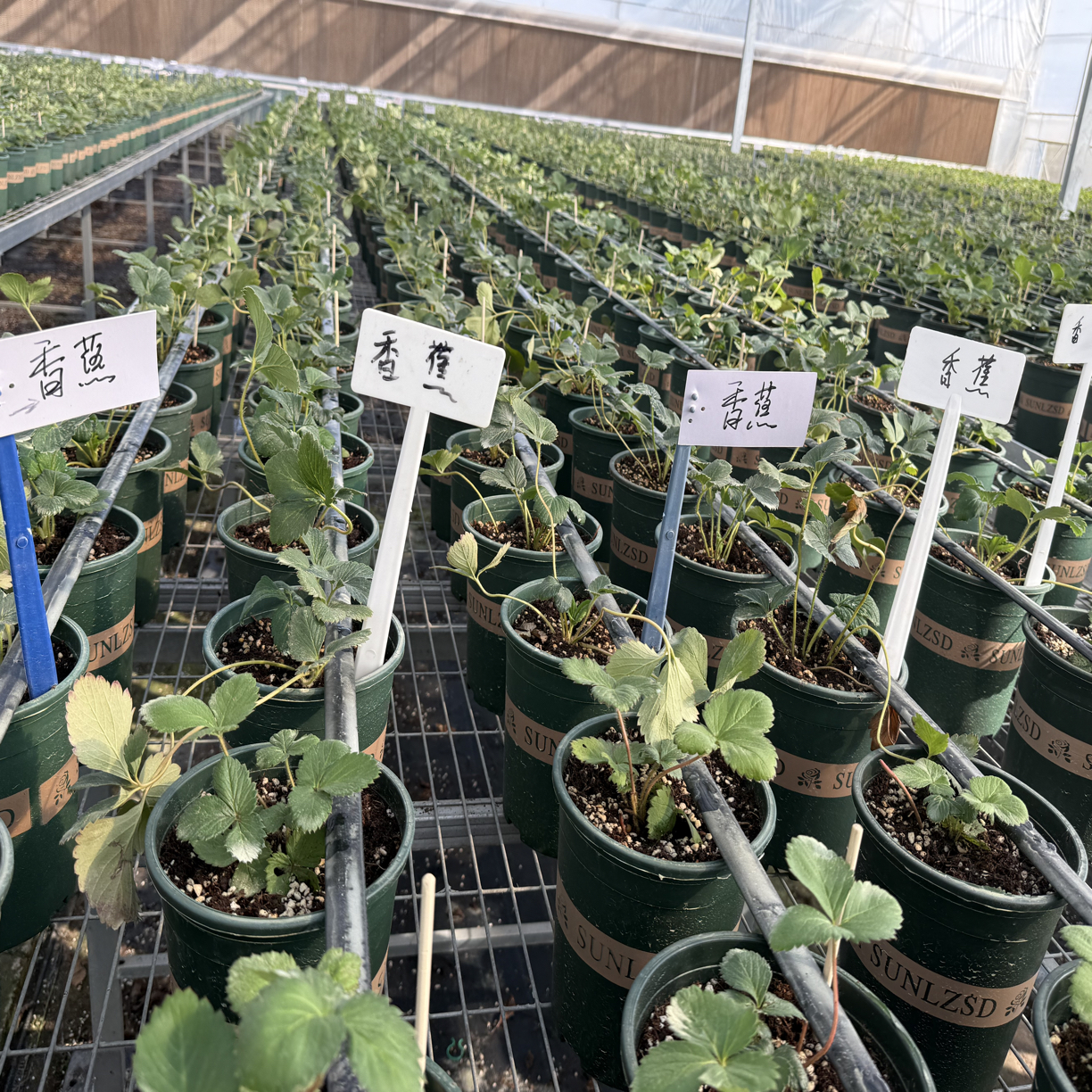 香蕉草莓盆栽1加仑原盆原土