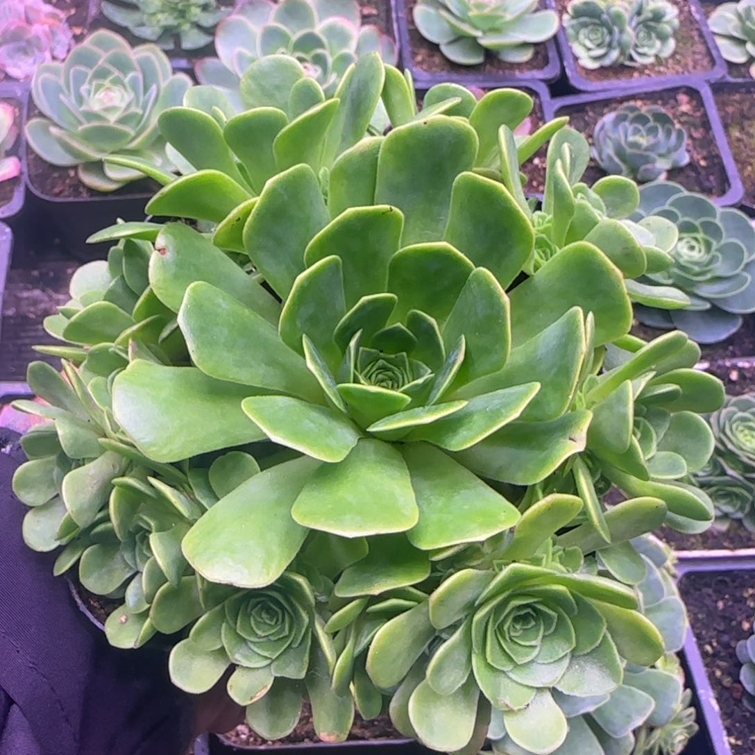 11厘米幻影玫瑰131342424643