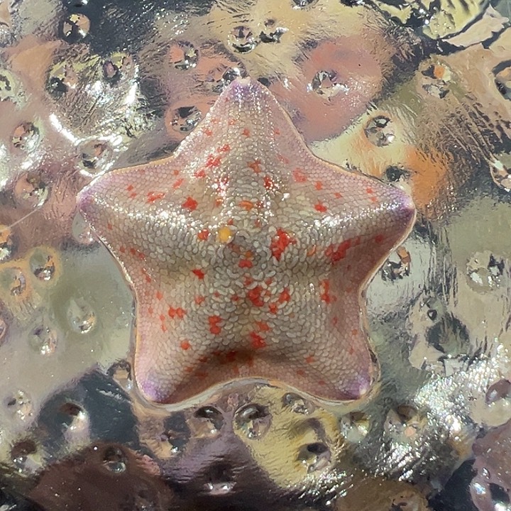 海水烟花两指小精品