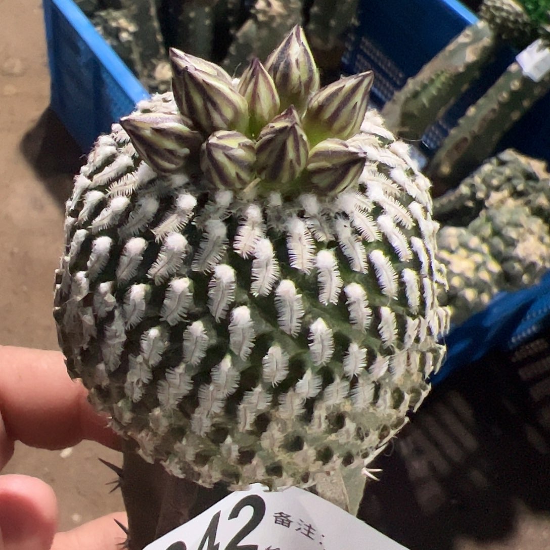 精巧殿仙人球642