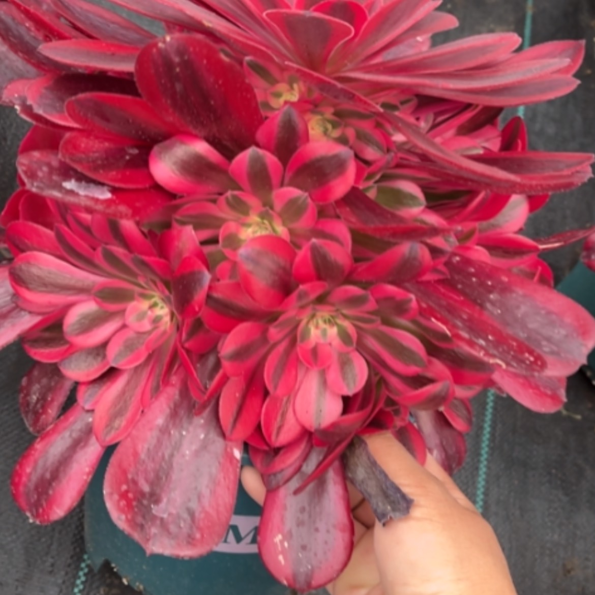 【闪购商品】19美杜莎多肉法师