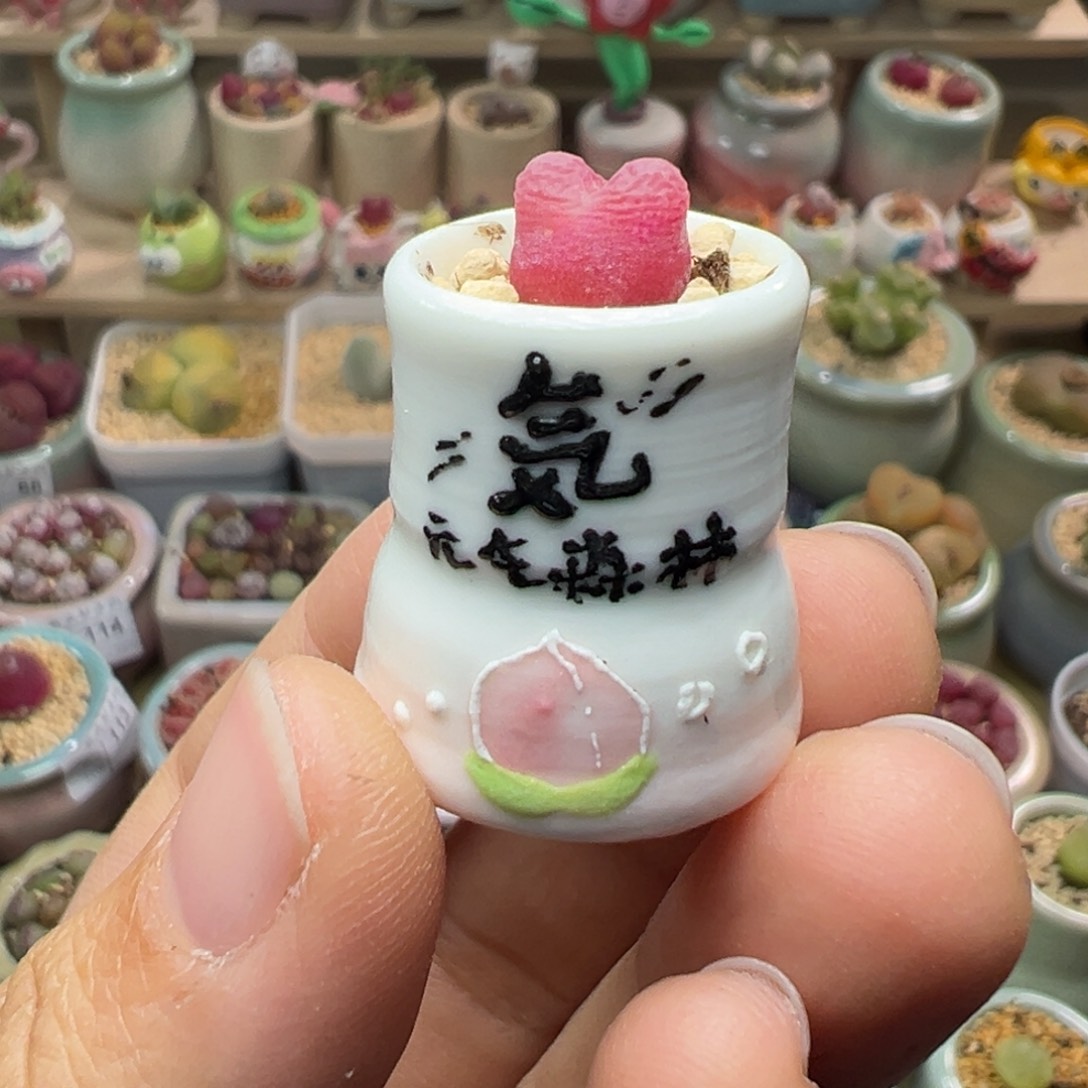 舞**蹈多肉植物144号拇指盆