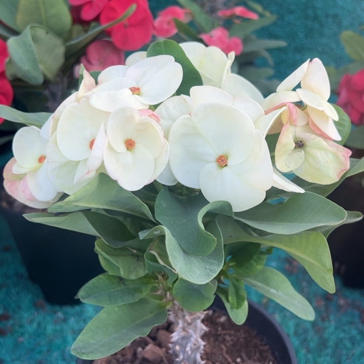 泰品嫁接一物一拍