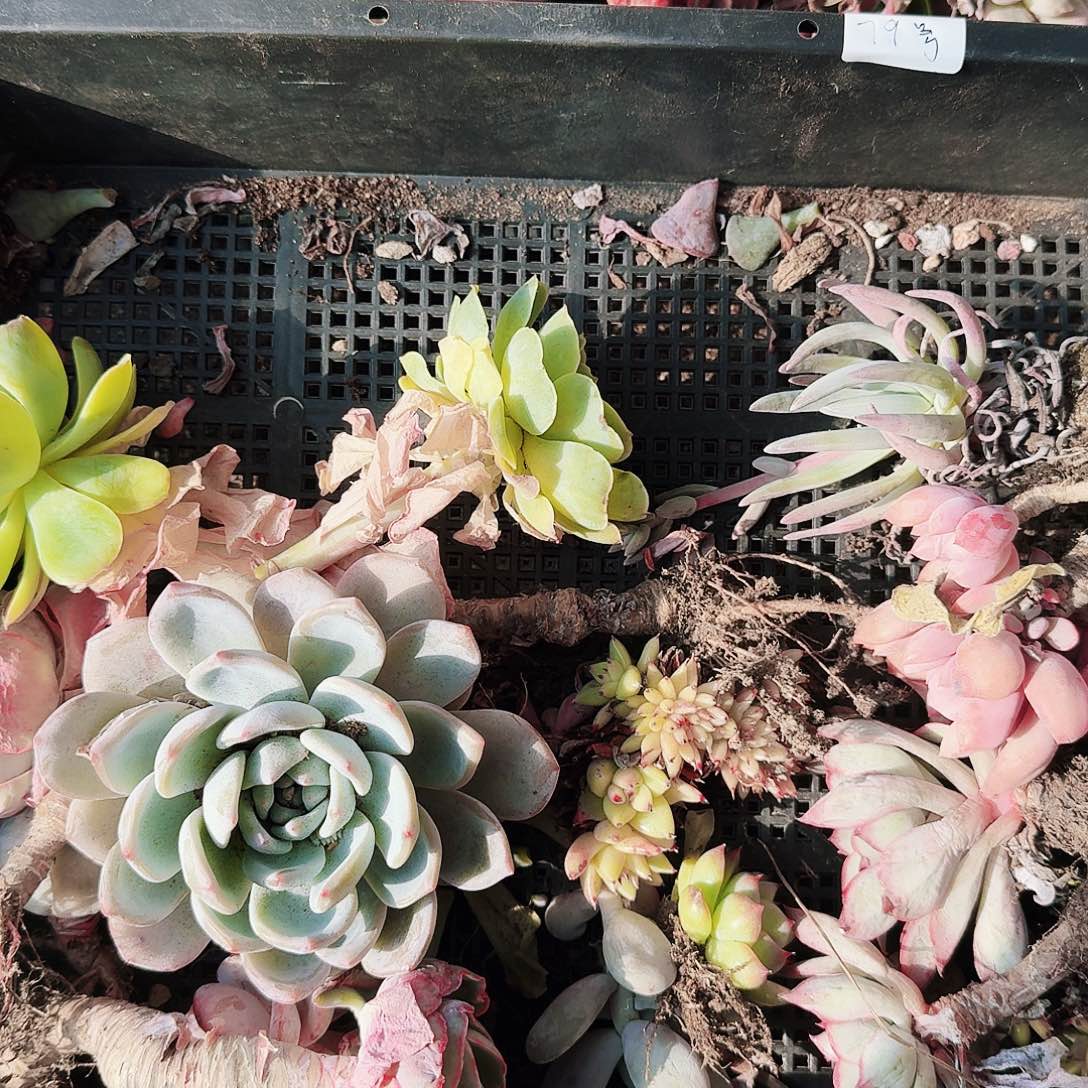 满20包邮零下拍保温箱79号无售后