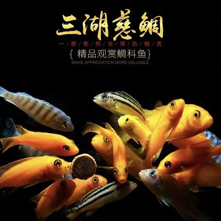 三湖慈鲷鱼雕鱼热带观赏鱼大全杂鲷淡水雪中红红翅白马鱼好养耐活