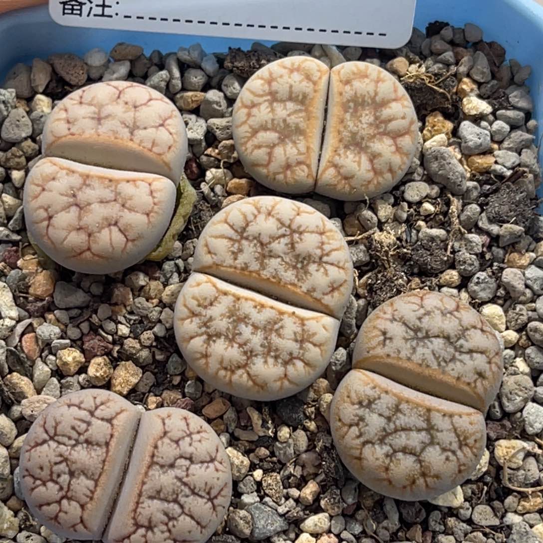 4122向日葵5颗尺寸2.0