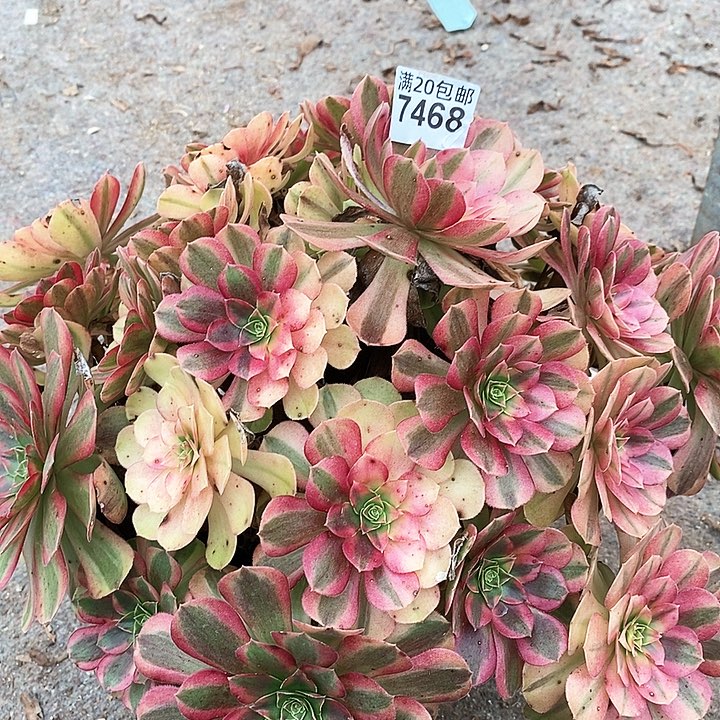 7468 一颗雨何法师多肉