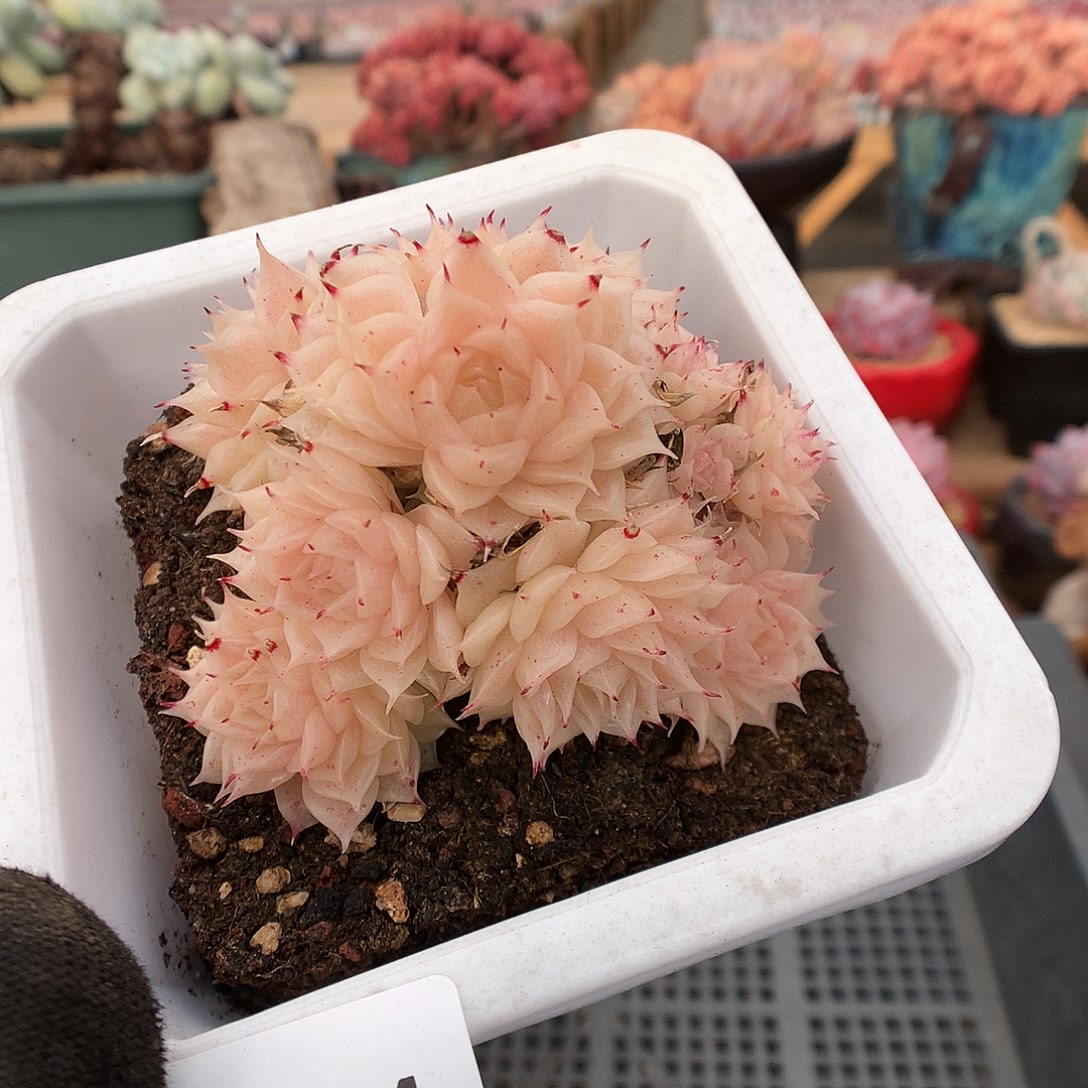 504麦杆多肉植物6666