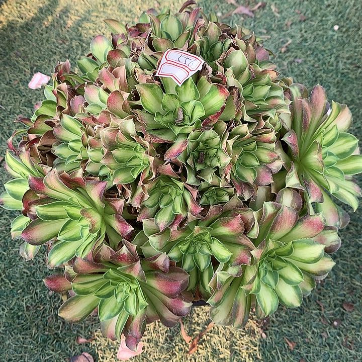 556韶华多肉植物