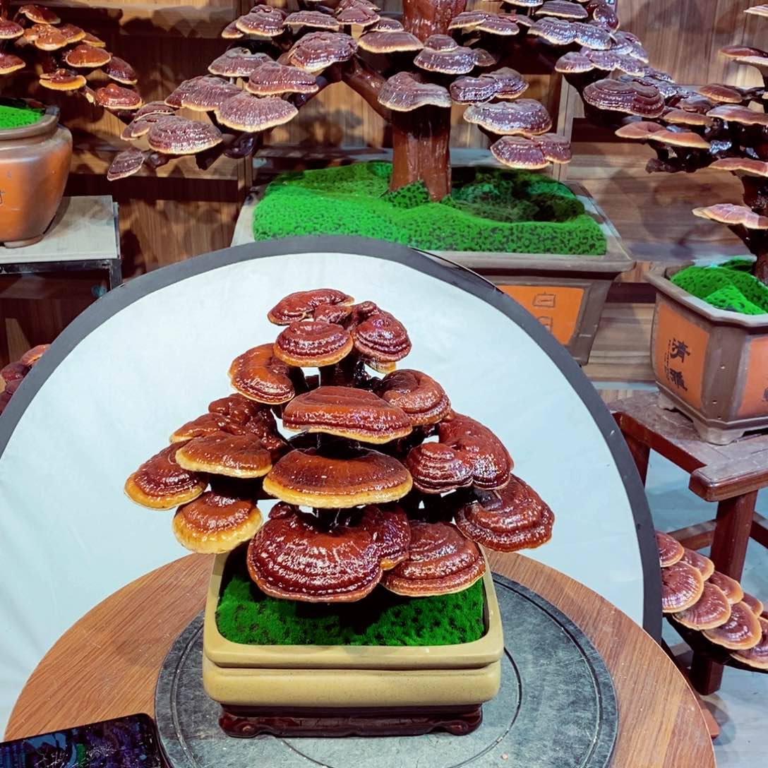 相**缘发财树发财树发财树