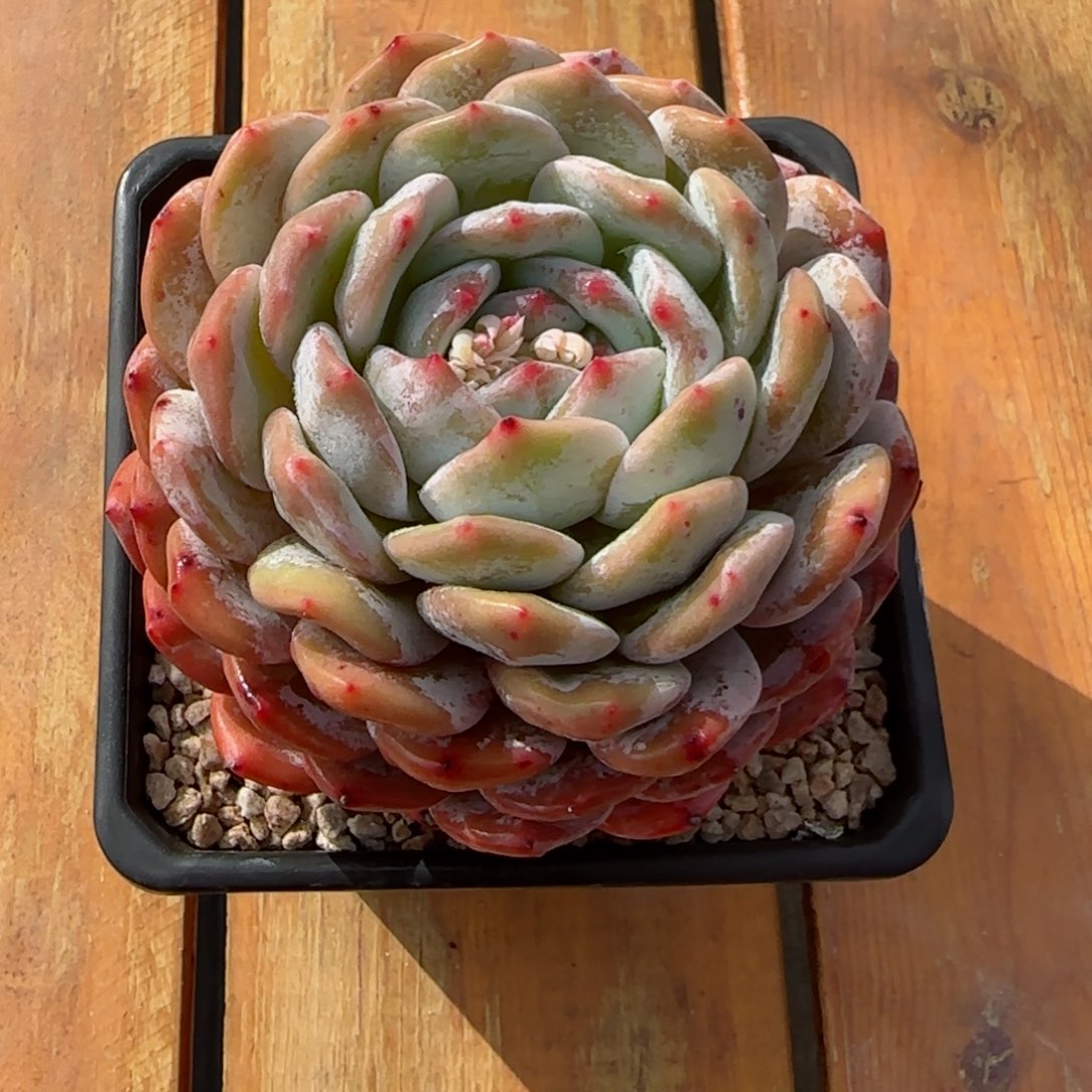 豆*菜精品橙子一物一拍