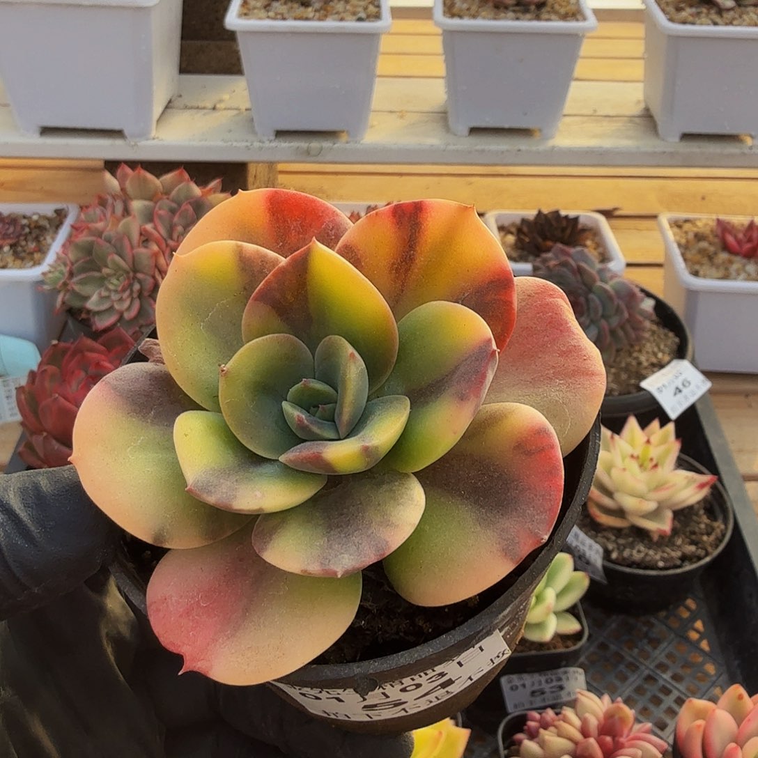 0103-54布鲁门卡锦