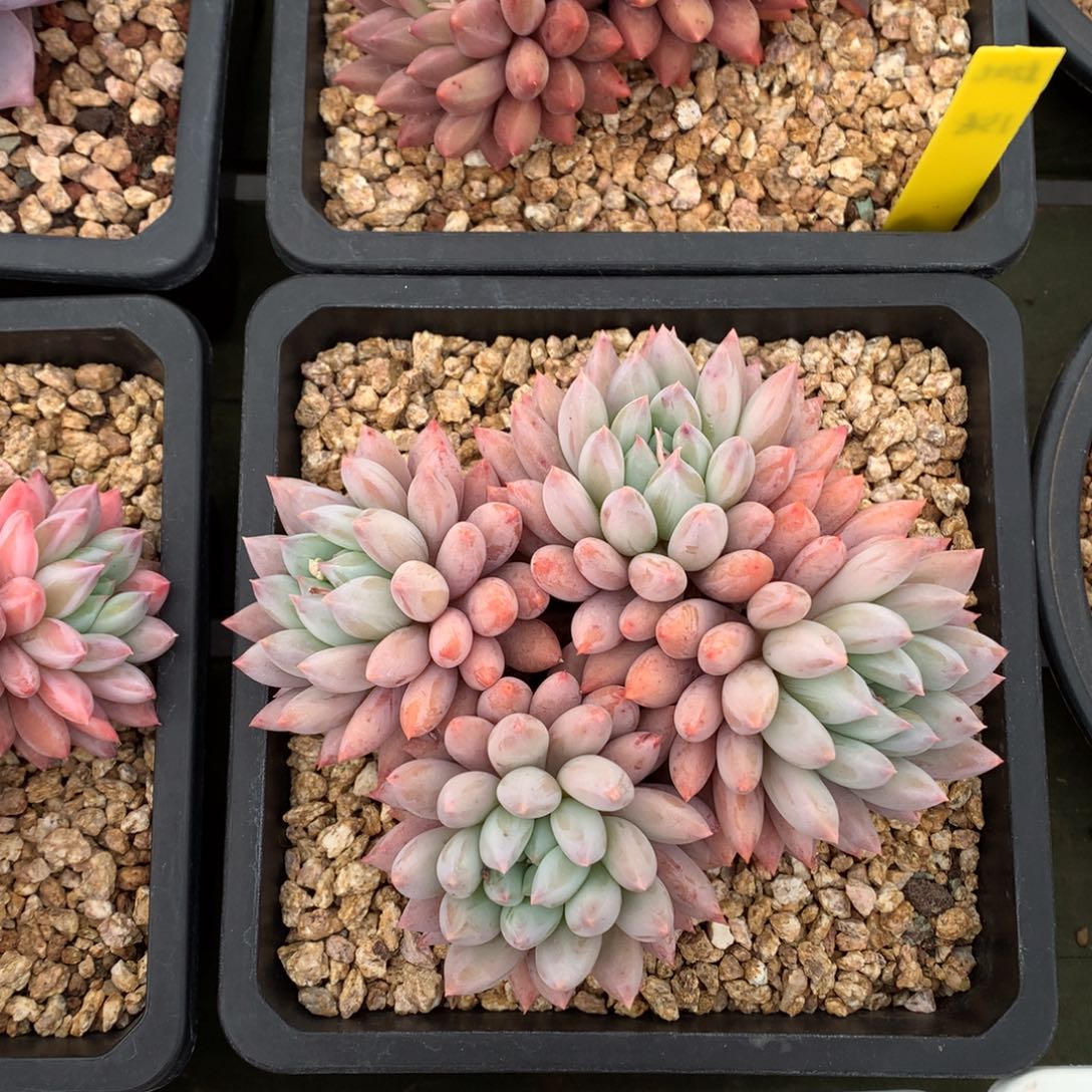 所罗门 多头 一颗   