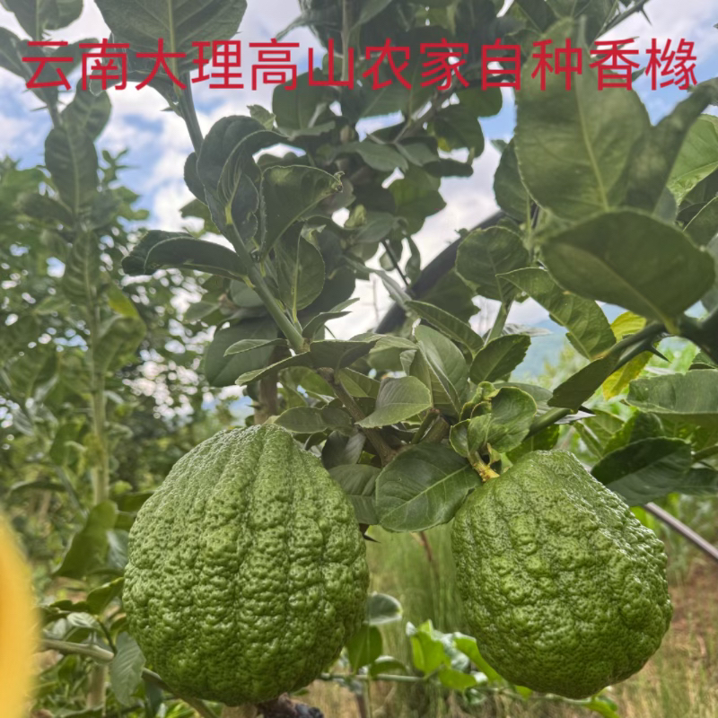 云南大理高原新鲜香橼果可观赏可闻香造型随机