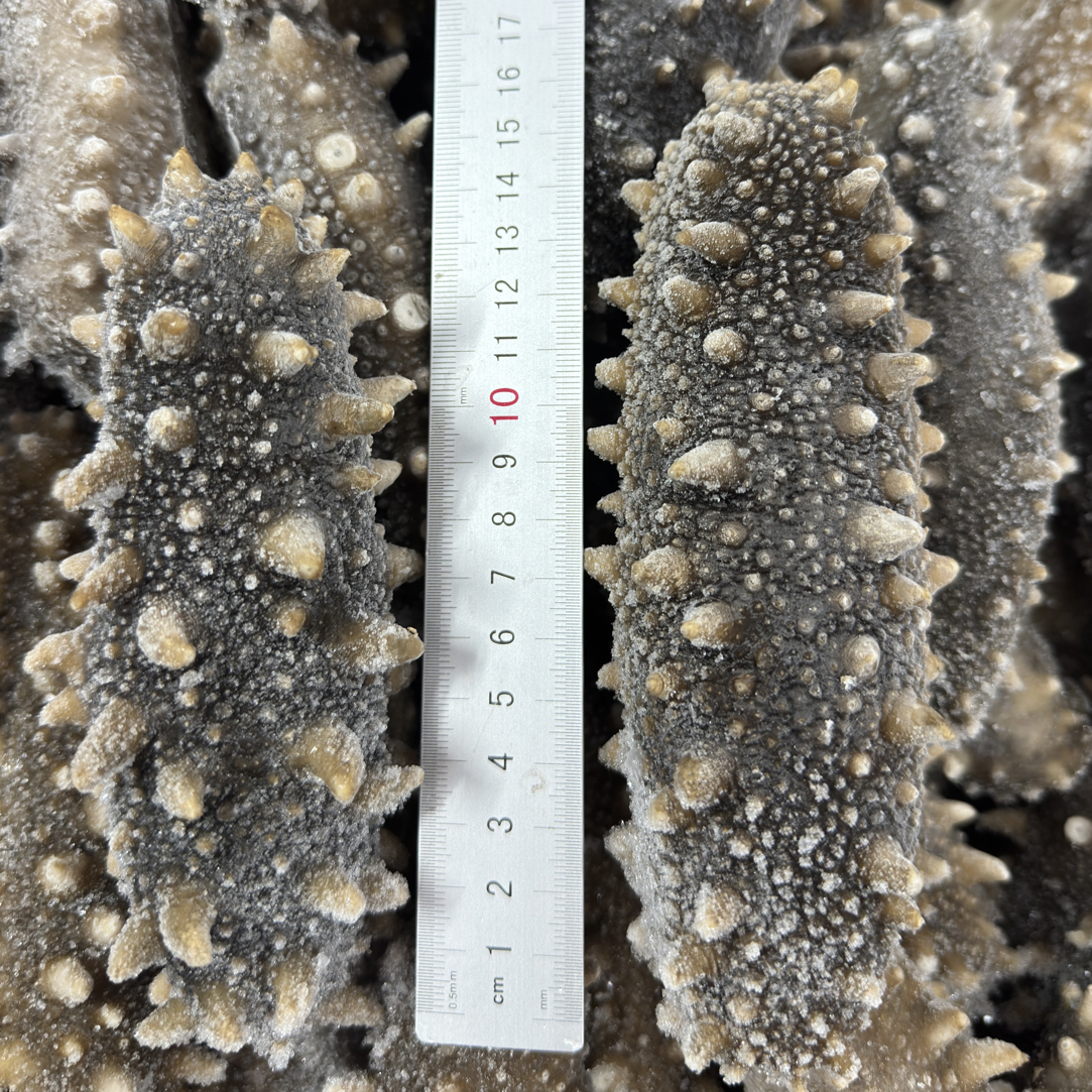 10A大连海参参王7年特大深水老参【3-4根/斤】鲜食海参