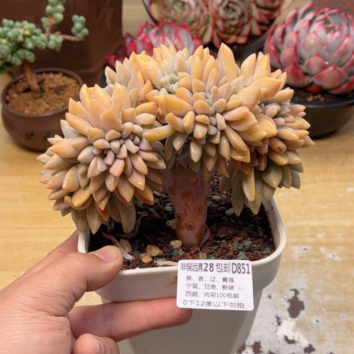 【闪购商品】851淡雪缀