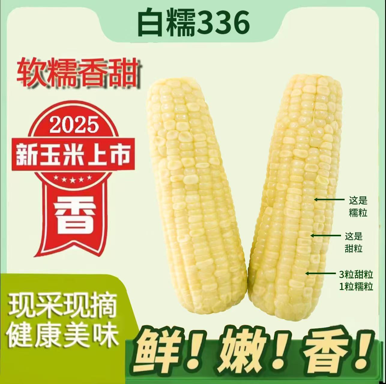 2025头茬东北白糯玉米软糯香甜好吃整箱10根5.2斤以上试吃2支