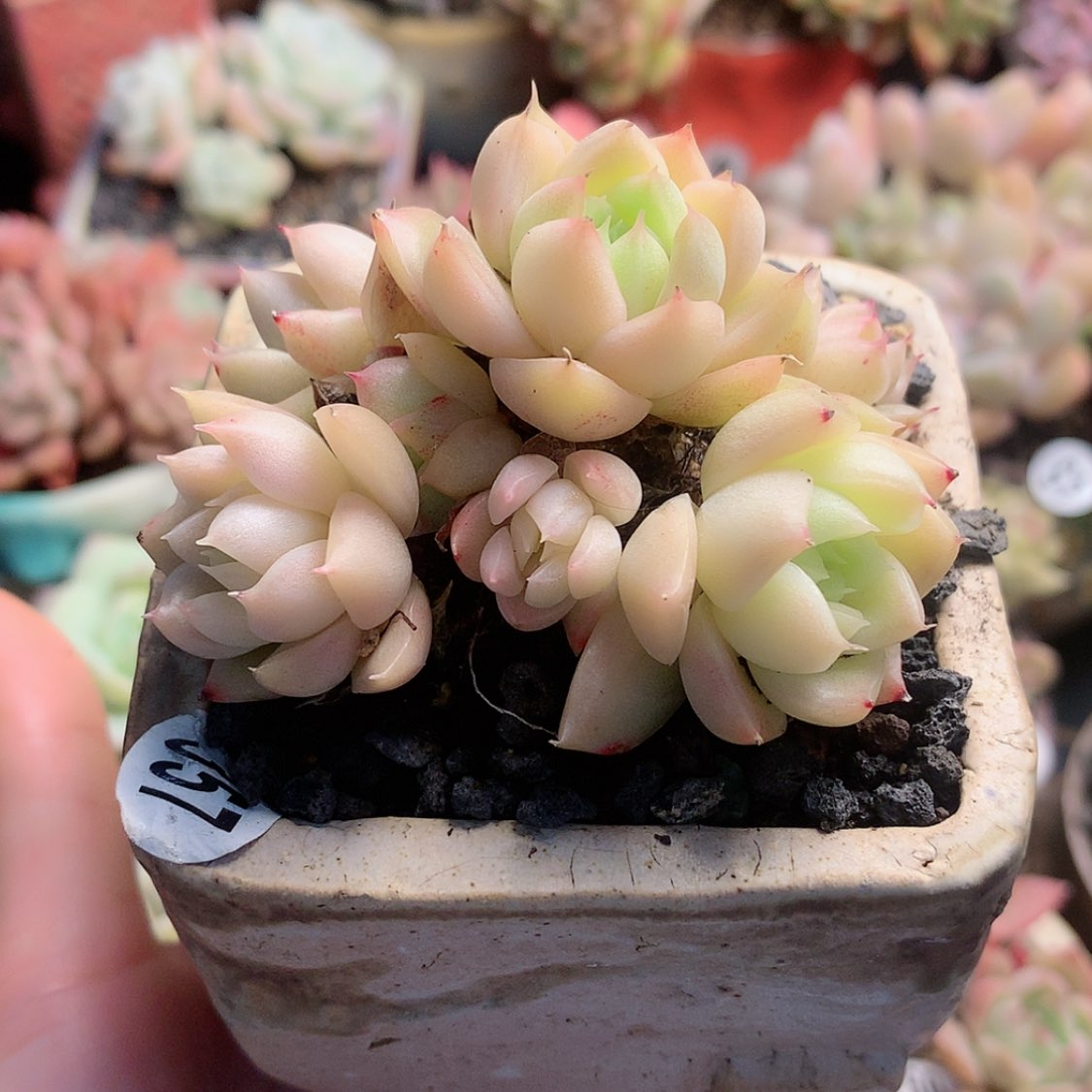 【闪购商品】N***?nana麦秆带盆