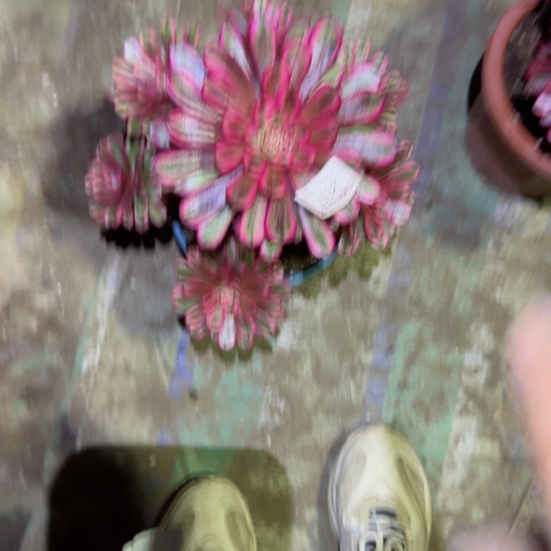 白月光法师多肉207有断