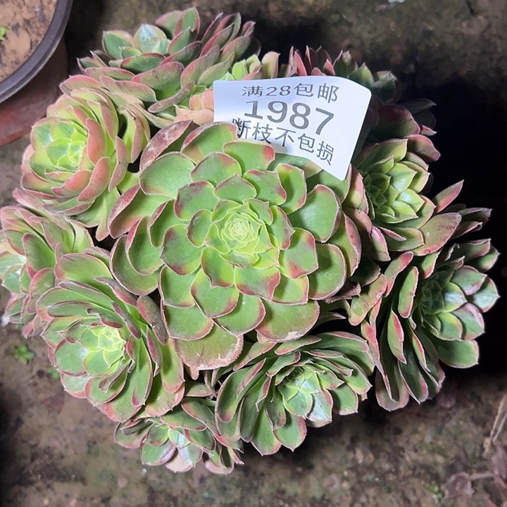 1987奶白锦多肉植物