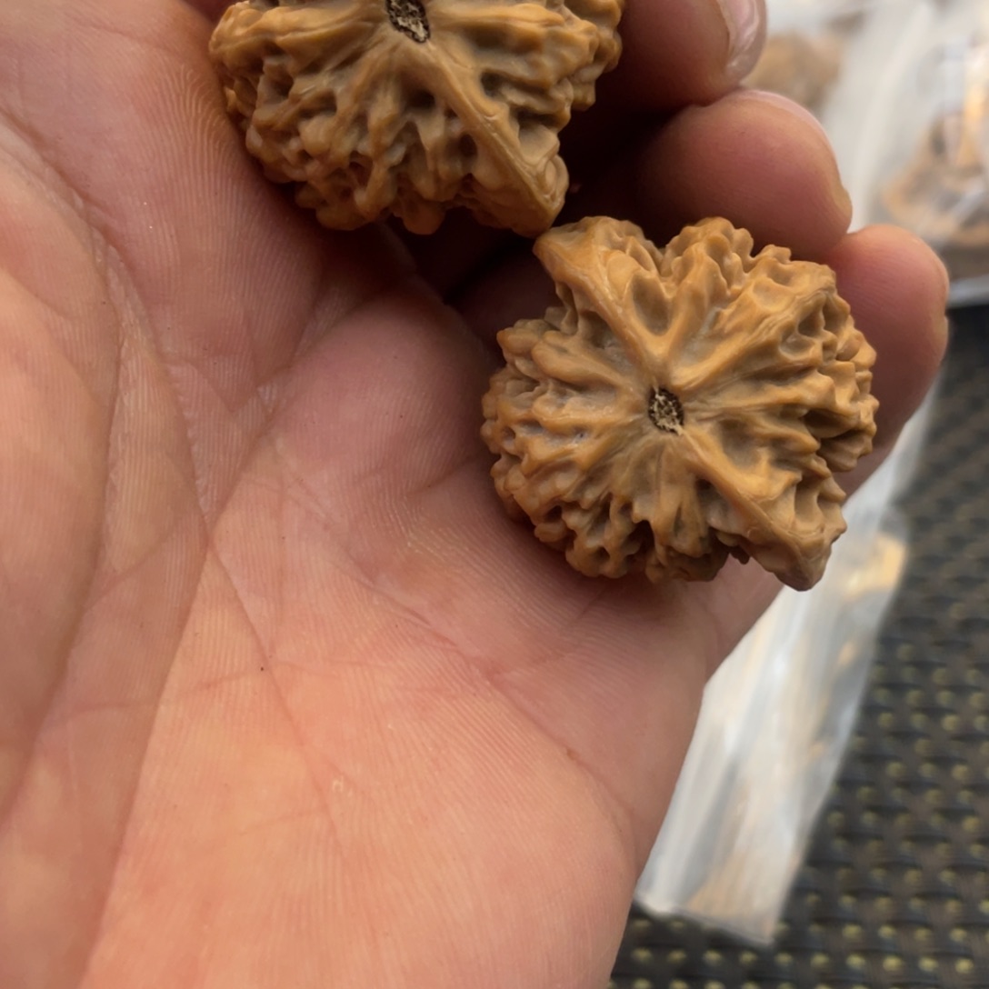 秦岭的小王核桃啊啊a