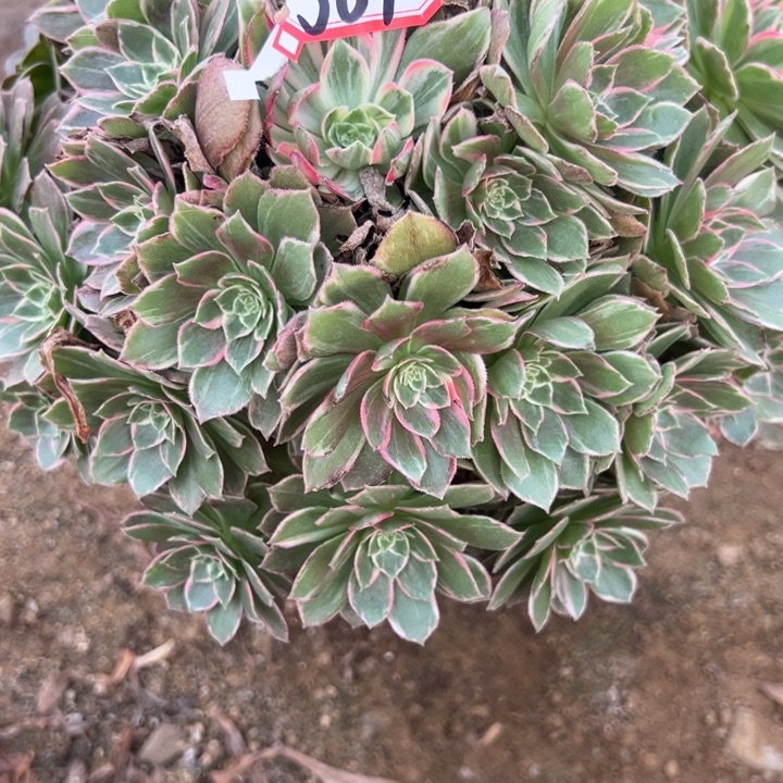 多肉植物589不售后