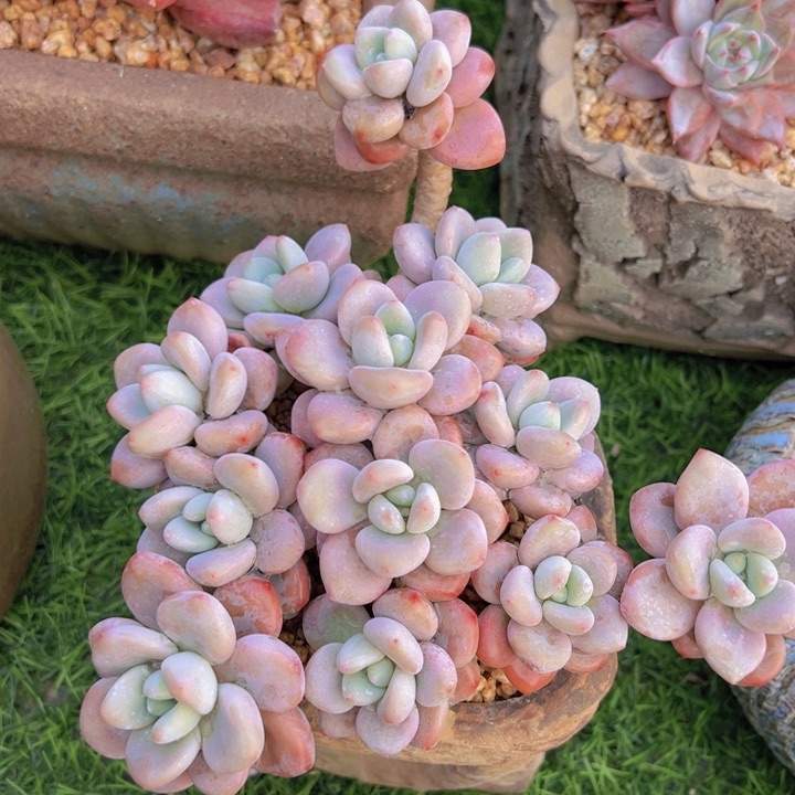 健健康康平平安安