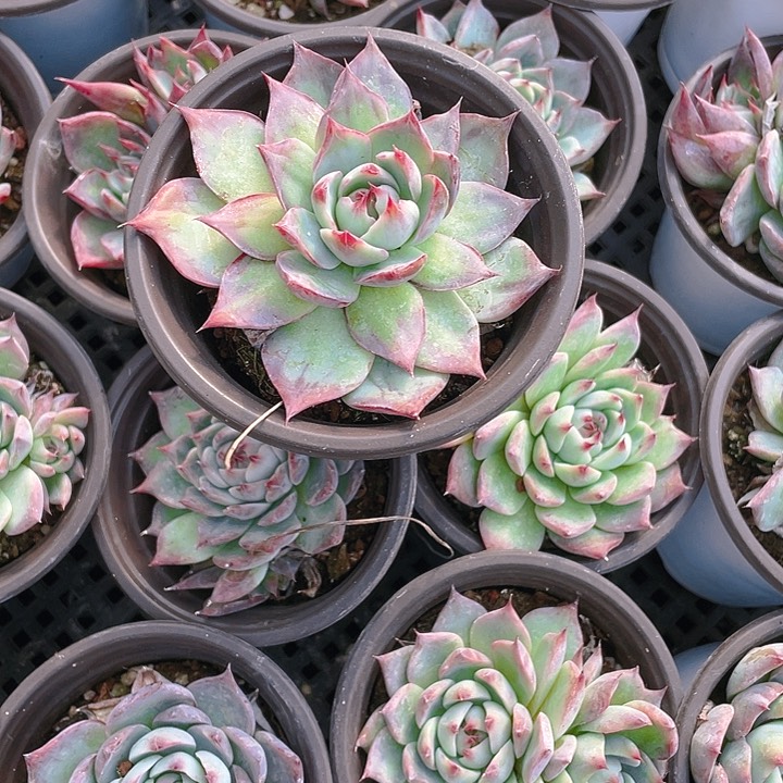 惊鸿仙子9 cm 中盆一个满25包邮