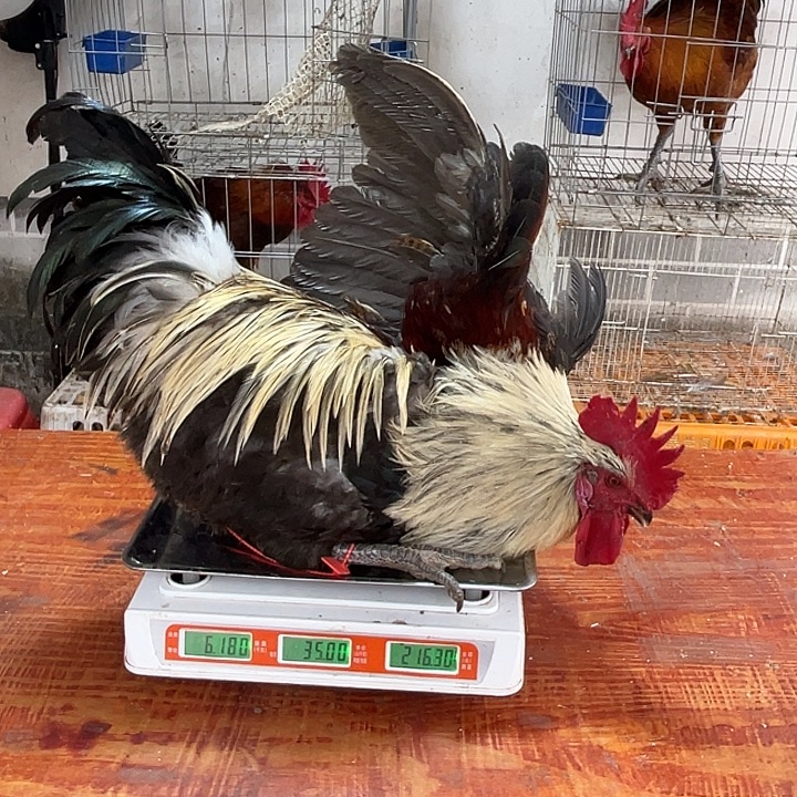 365天包装133号活鸡发货