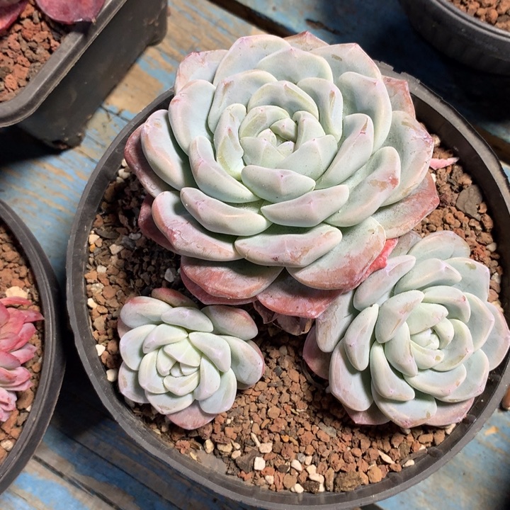 冰玉，一物一拍，看好下单