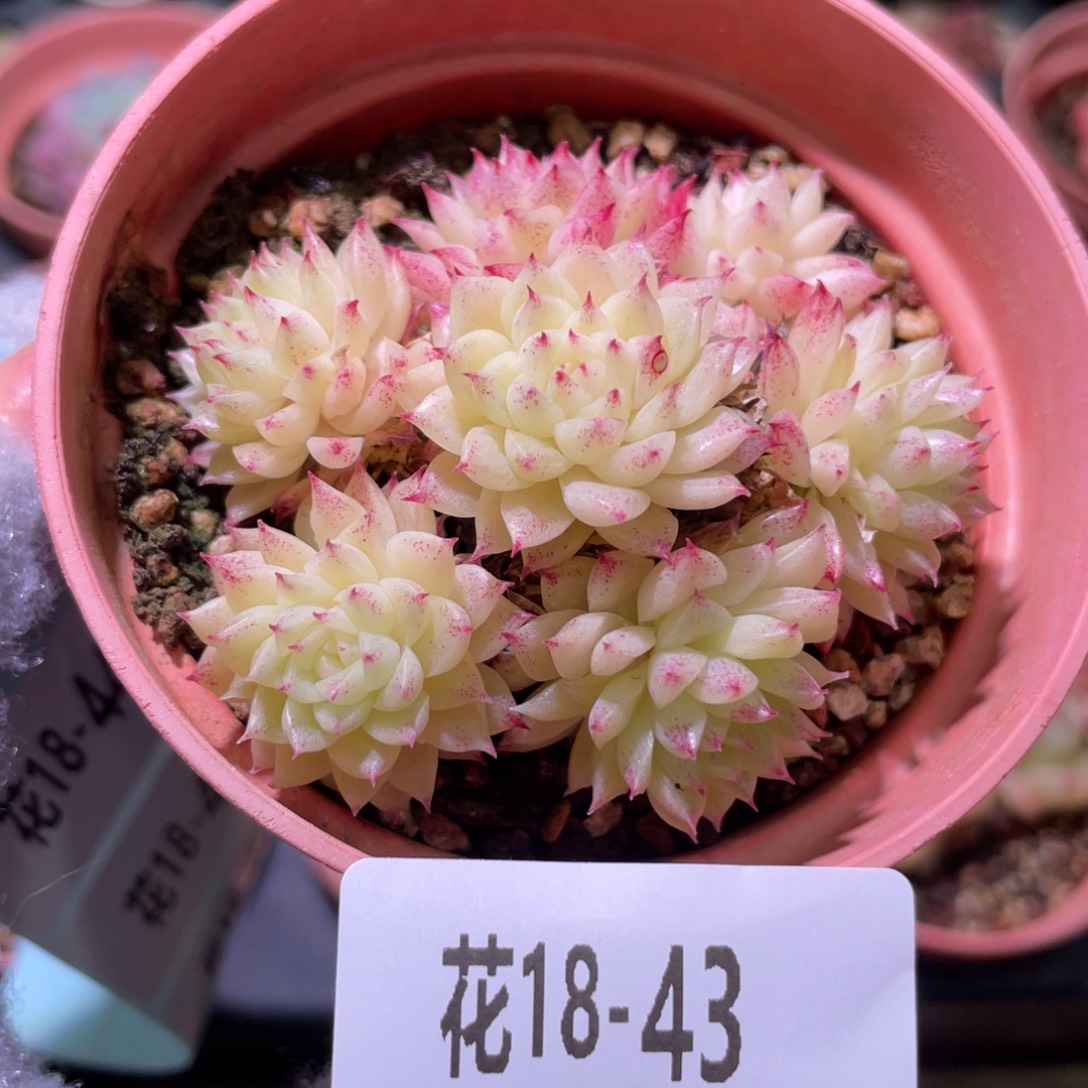 花利美18-43麦秆群