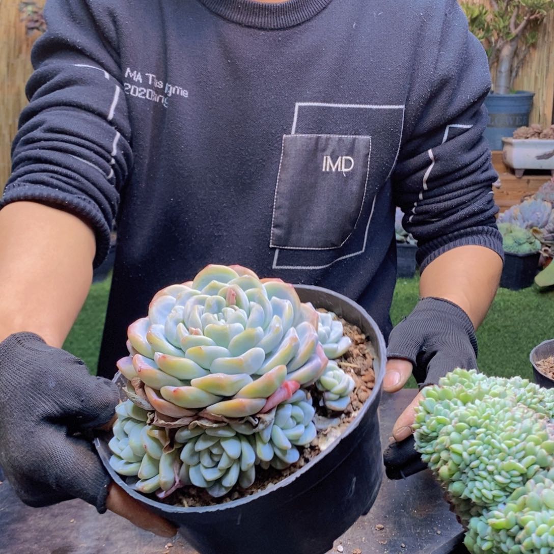 唐*14 号冰玉群0000