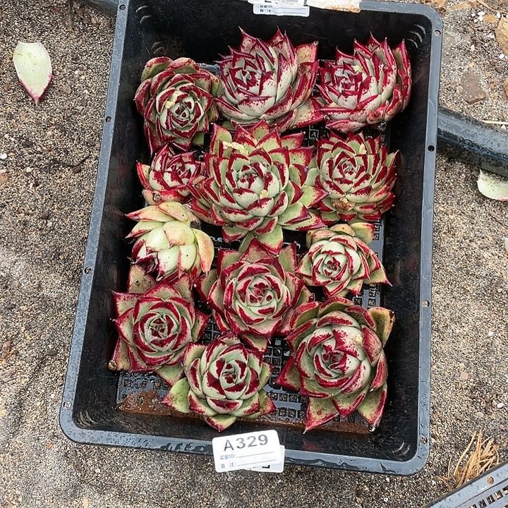 若如东云单拍A329