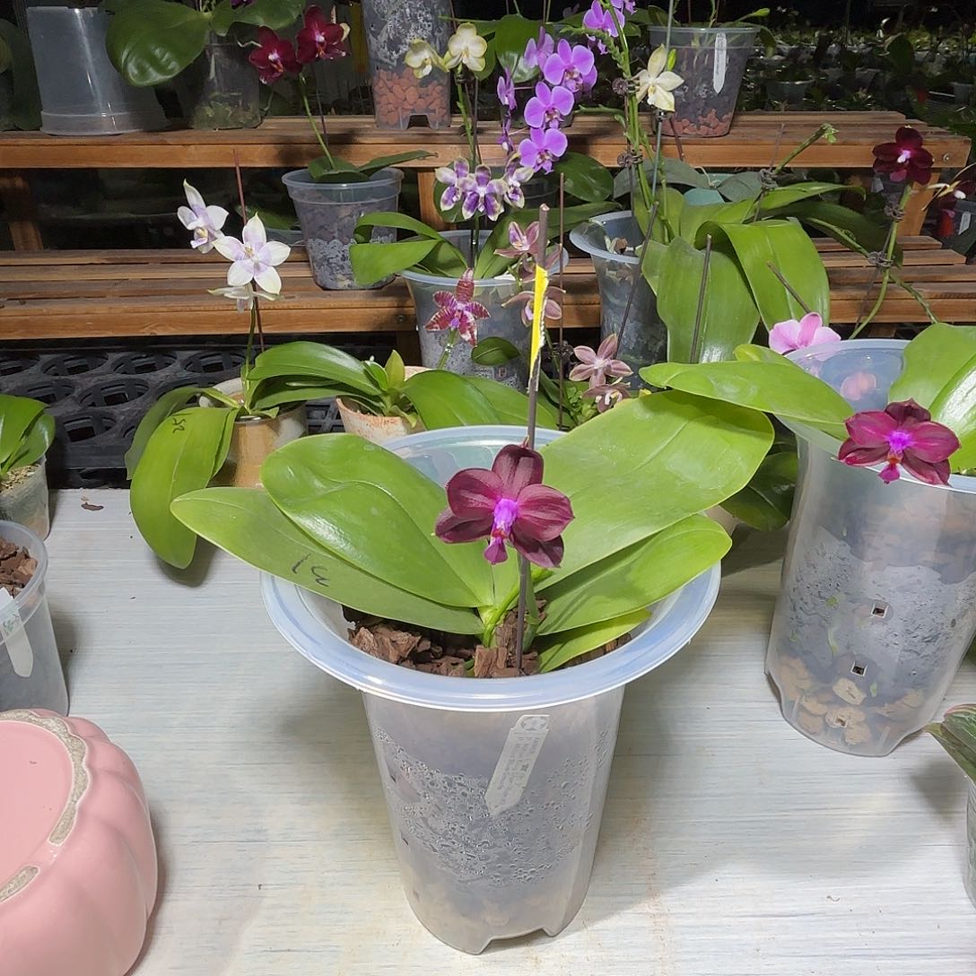 小***子当前无花栽培后可以开花弥陀31