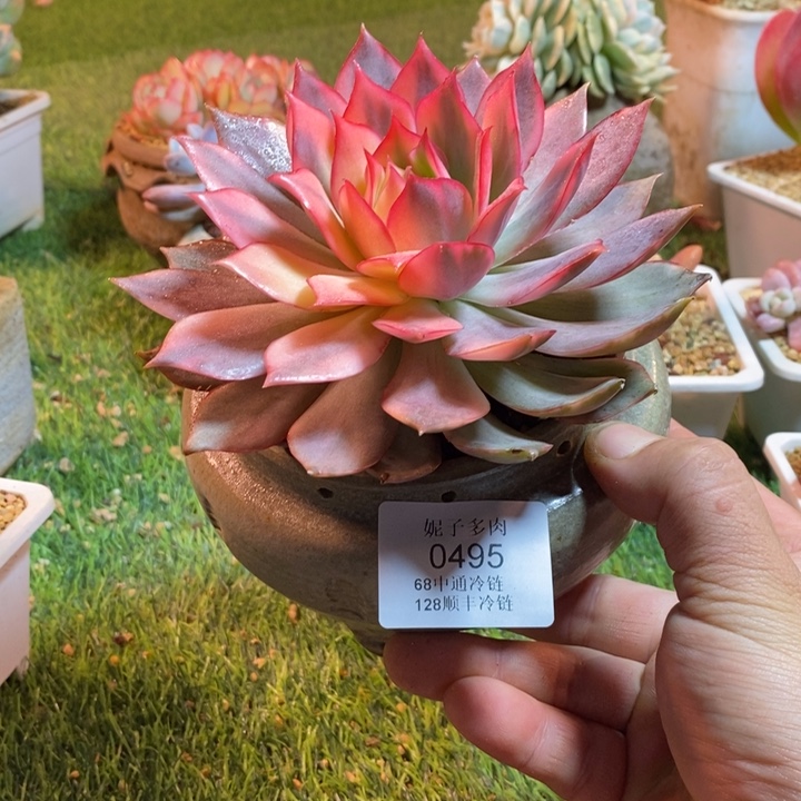 0495啊啊啊啊啊啊啊啊啊啊啊
