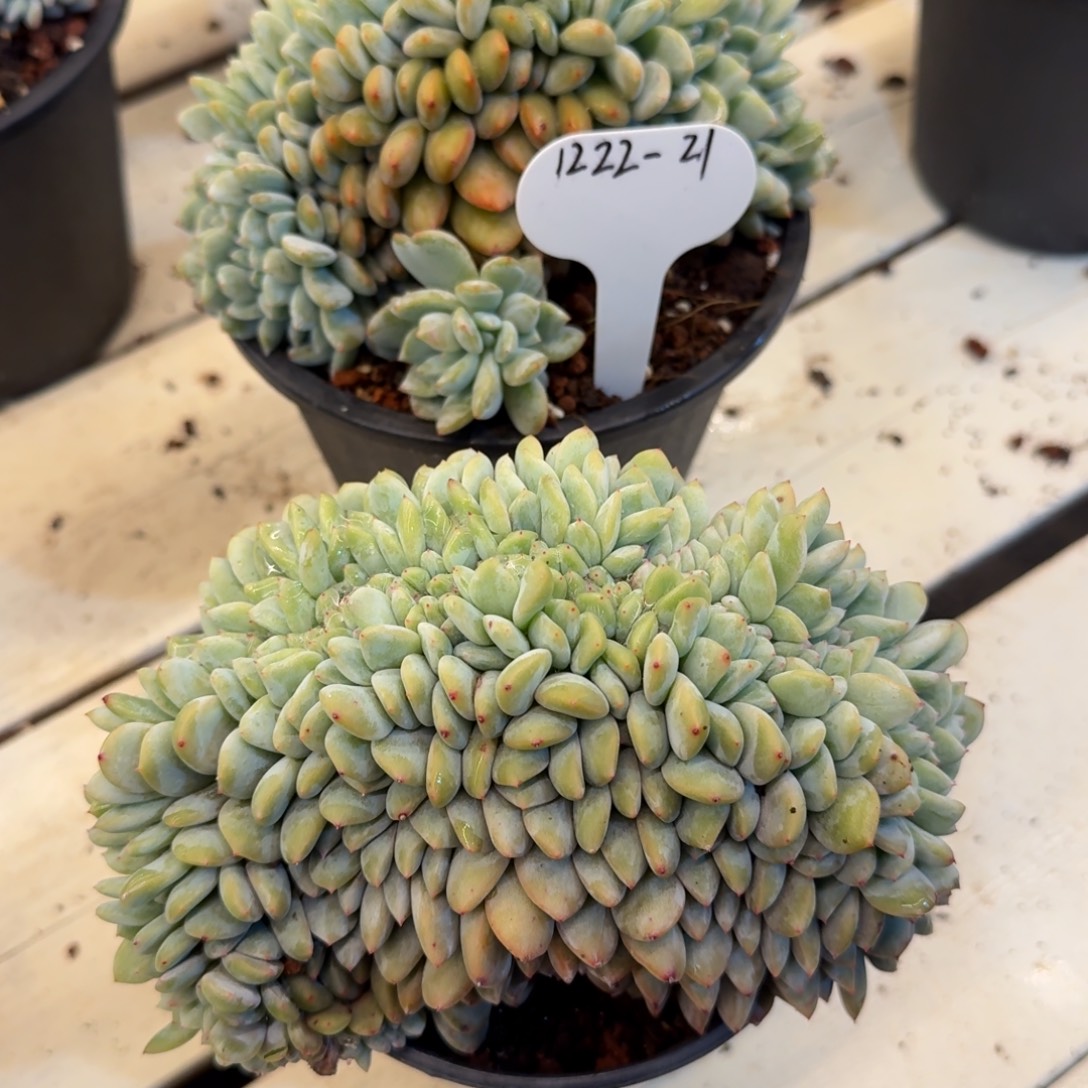 媛***生1222-21星影缀化中两颗