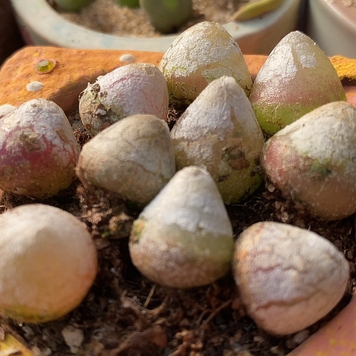 1厘米以上灯泡10颗。     