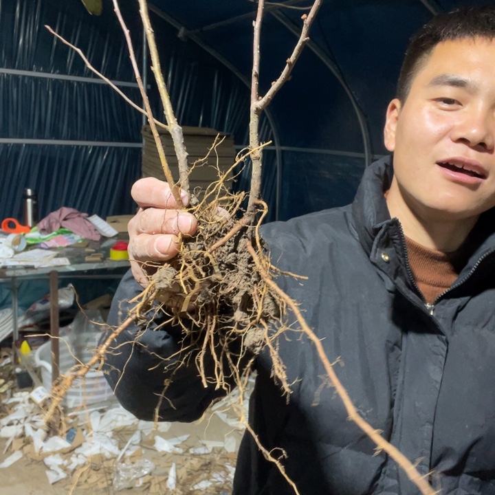 初心海棠花一颗苗