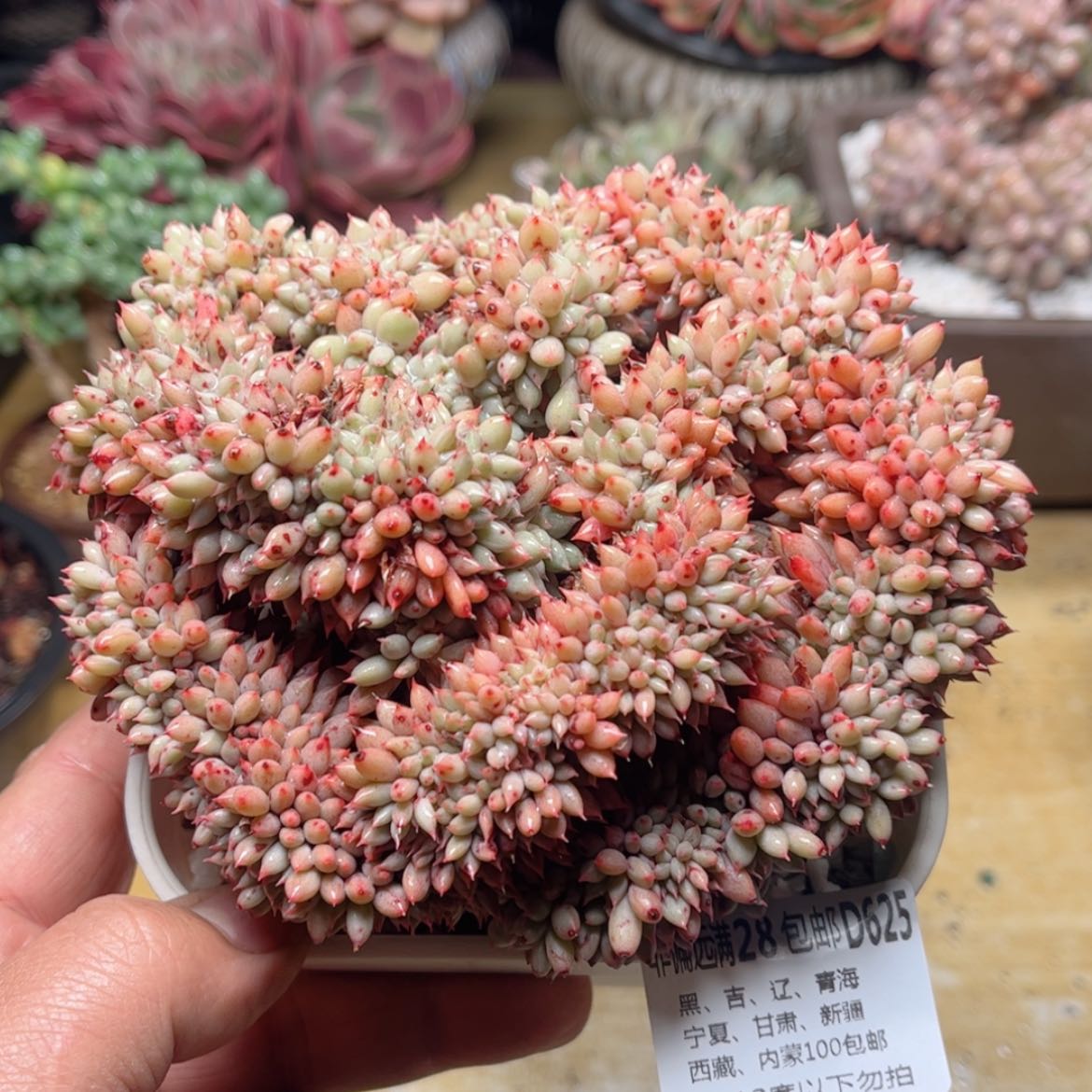 【闪购商品】625胖丁缀